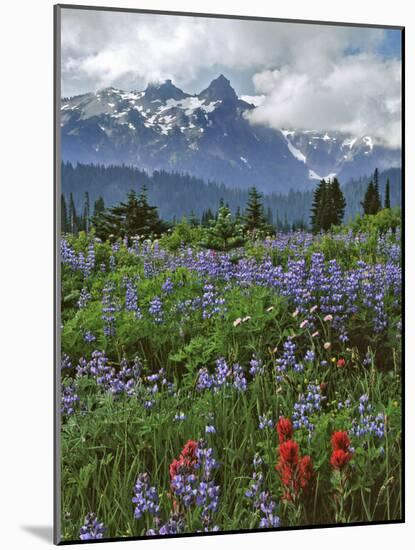 Washington State, Mount Rainier NP. Lupine and Paintbrush in Meadow-Steve Terrill-Mounted Photographic Print