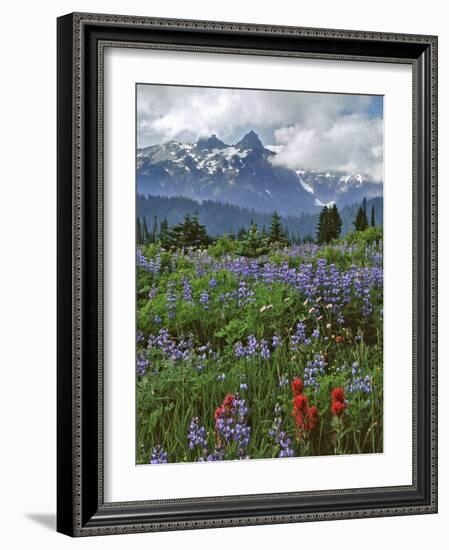 Washington State, Mount Rainier NP. Lupine and Paintbrush in Meadow-Steve Terrill-Framed Photographic Print