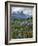 Washington State, Mount Rainier NP. Lupine and Paintbrush in Meadow-Steve Terrill-Framed Photographic Print