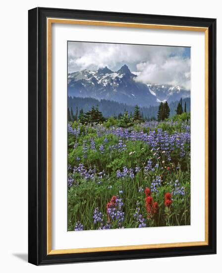 Washington State, Mount Rainier NP. Lupine and Paintbrush in Meadow-Steve Terrill-Framed Photographic Print