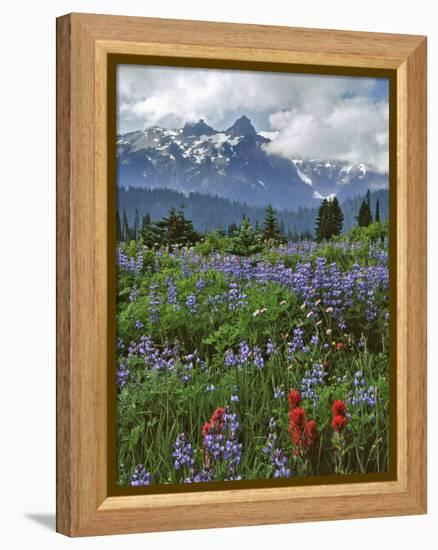 Washington State, Mount Rainier NP. Lupine and Paintbrush in Meadow-Steve Terrill-Framed Premier Image Canvas