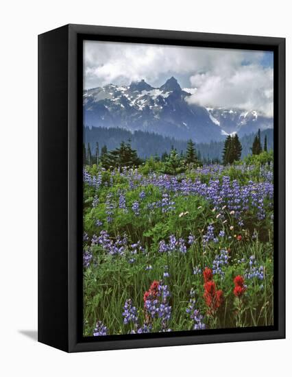 Washington State, Mount Rainier NP. Lupine and Paintbrush in Meadow-Steve Terrill-Framed Premier Image Canvas