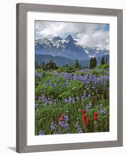 Washington State, Mount Rainier NP. Lupine and Paintbrush in Meadow-Steve Terrill-Framed Photographic Print