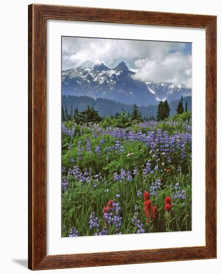 Washington State, Mount Rainier NP. Lupine and Paintbrush in Meadow-Steve Terrill-Framed Photographic Print