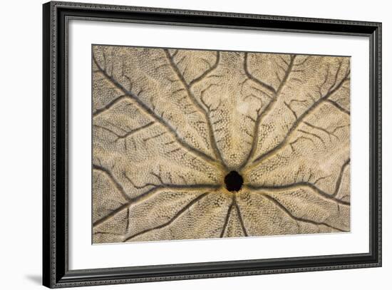 Washington State, Neah Bay. Design on Bottom of Sand Dollar Shell-Don Paulson-Framed Photographic Print