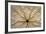 Washington State, Neah Bay. Design on Bottom of Sand Dollar Shell-Don Paulson-Framed Photographic Print