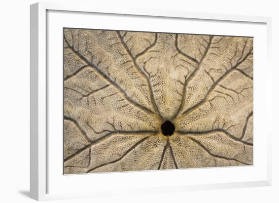 Washington State, Neah Bay. Design on Bottom of Sand Dollar Shell-Don Paulson-Framed Photographic Print