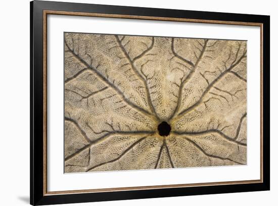 Washington State, Neah Bay. Design on Bottom of Sand Dollar Shell-Don Paulson-Framed Photographic Print