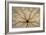 Washington State, Neah Bay. Design on Bottom of Sand Dollar Shell-Don Paulson-Framed Photographic Print