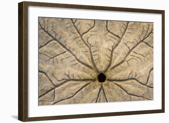 Washington State, Neah Bay. Design on Bottom of Sand Dollar Shell-Don Paulson-Framed Photographic Print