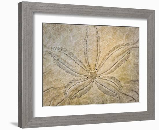 Washington State, Neah Bay. Design on the Top of Sand Dollar Shell-Don Paulson-Framed Photographic Print