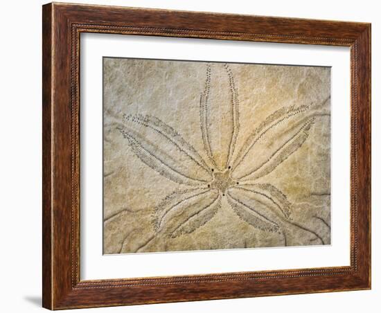 Washington State, Neah Bay. Design on the Top of Sand Dollar Shell-Don Paulson-Framed Photographic Print