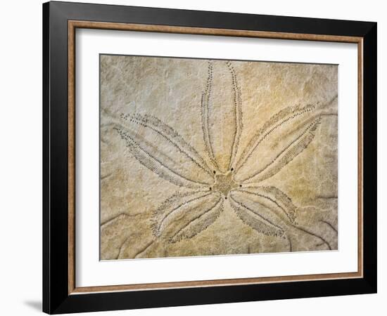 Washington State, Neah Bay. Design on the Top of Sand Dollar Shell-Don Paulson-Framed Photographic Print