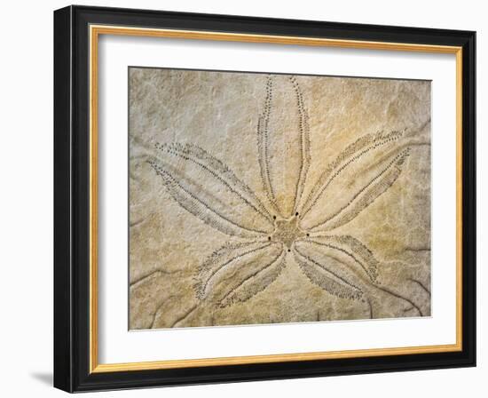 Washington State, Neah Bay. Design on the Top of Sand Dollar Shell-Don Paulson-Framed Photographic Print
