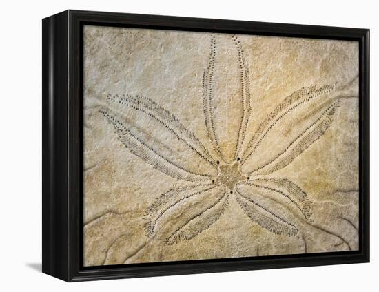 Washington State, Neah Bay. Design on the Top of Sand Dollar Shell-Don Paulson-Framed Premier Image Canvas
