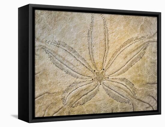 Washington State, Neah Bay. Design on the Top of Sand Dollar Shell-Don Paulson-Framed Premier Image Canvas