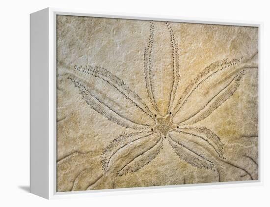 Washington State, Neah Bay. Design on the Top of Sand Dollar Shell-Don Paulson-Framed Premier Image Canvas