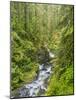 Washington State, Olympic National Park. Landscape with Sol Duc River-Jaynes Gallery-Mounted Photographic Print