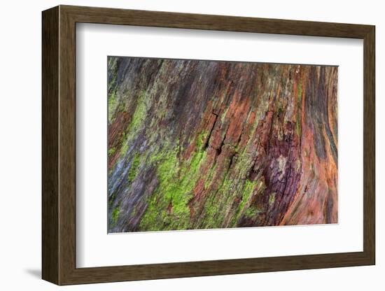 Washington State, Olympic NP. Detail of a Rotten Stump with Moss-Don Paulson-Framed Photographic Print