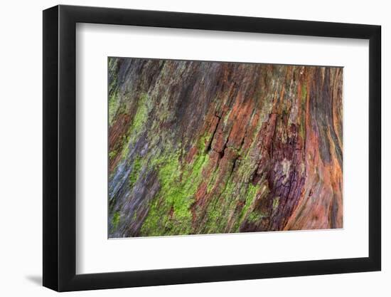 Washington State, Olympic NP. Detail of a Rotten Stump with Moss-Don Paulson-Framed Photographic Print