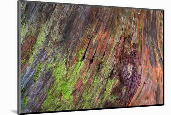 Washington State, Olympic NP. Detail of a Rotten Stump with Moss-Don Paulson-Mounted Photographic Print