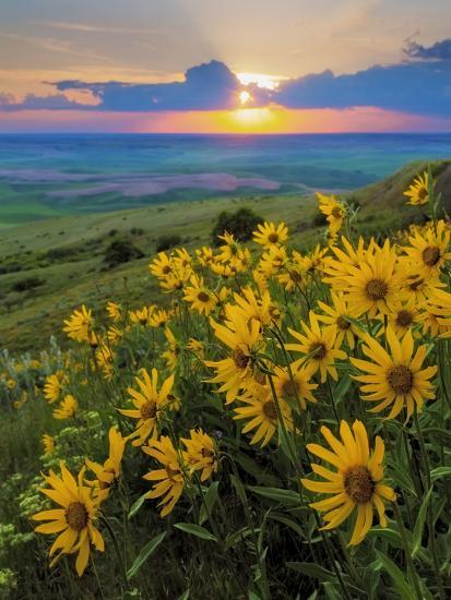 'Washington State, Palouse Hills. Landscape with Douglas' Sunflowers ...