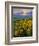 Washington State, Palouse Hills. Landscape with Douglas' Sunflowers-Don Paulson-Framed Photographic Print