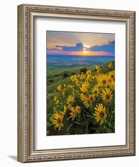 Washington State, Palouse Hills. Landscape with Douglas' Sunflowers-Don Paulson-Framed Photographic Print