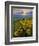 Washington State, Palouse Hills. Landscape with Douglas' Sunflowers-Don Paulson-Framed Photographic Print