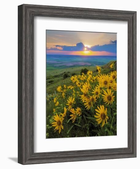 Washington State, Palouse Hills. Landscape with Douglas' Sunflowers-Don Paulson-Framed Photographic Print