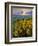 Washington State, Palouse Hills. Landscape with Douglas' Sunflowers-Don Paulson-Framed Photographic Print