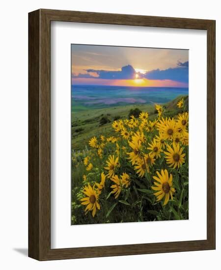 Washington State, Palouse Hills. Landscape with Douglas' Sunflowers-Don Paulson-Framed Photographic Print