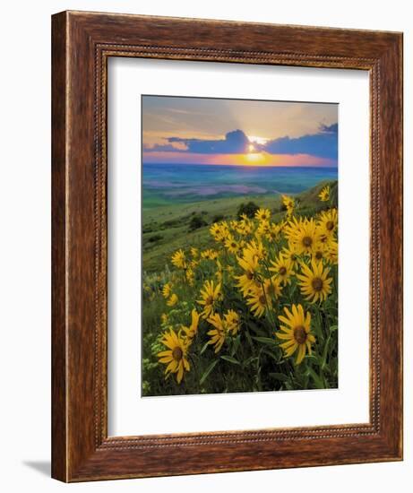 Washington State, Palouse Hills. Landscape with Douglas' Sunflowers-Don Paulson-Framed Photographic Print