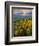 Washington State, Palouse Hills. Landscape with Douglas' Sunflowers-Don Paulson-Framed Photographic Print