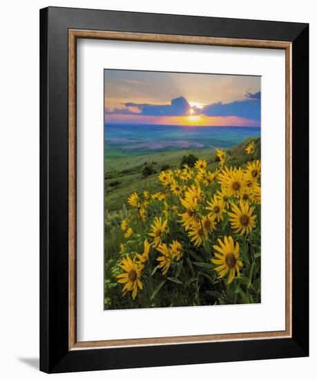 Washington State, Palouse Hills. Landscape with Douglas' Sunflowers-Don Paulson-Framed Photographic Print