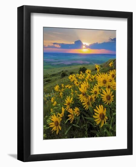 Washington State, Palouse Hills. Landscape with Douglas' Sunflowers-Don Paulson-Framed Photographic Print