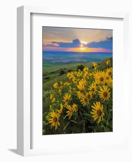 Washington State, Palouse Hills. Landscape with Douglas' Sunflowers-Don Paulson-Framed Photographic Print