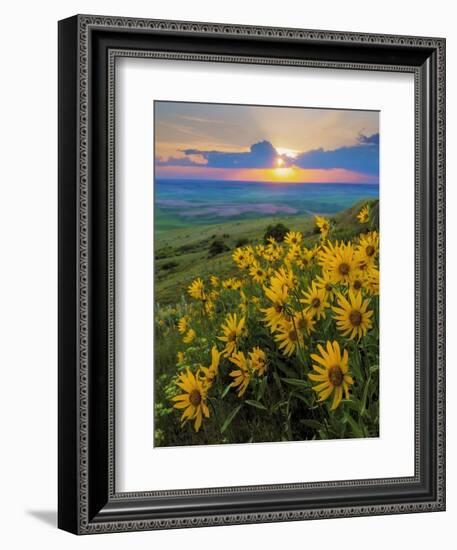 Washington State, Palouse Hills. Landscape with Douglas' Sunflowers-Don Paulson-Framed Photographic Print