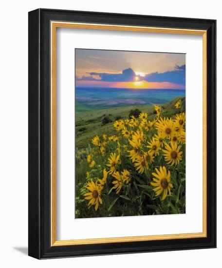 Washington State, Palouse Hills. Landscape with Douglas' Sunflowers-Don Paulson-Framed Photographic Print