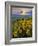 Washington State, Palouse Hills. Landscape with Douglas' Sunflowers-Don Paulson-Framed Photographic Print