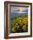 Washington State, Palouse Hills. Landscape with Douglas' Sunflowers-Don Paulson-Framed Photographic Print