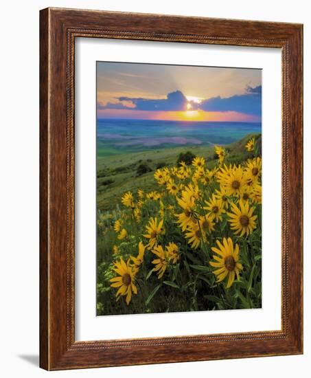 Washington State, Palouse Hills. Landscape with Douglas' Sunflowers-Don Paulson-Framed Photographic Print