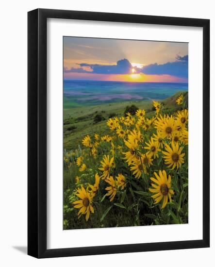 Washington State, Palouse Hills. Landscape with Douglas' Sunflowers-Don Paulson-Framed Photographic Print