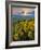 Washington State, Palouse Hills. Landscape with Douglas' Sunflowers-Don Paulson-Framed Photographic Print