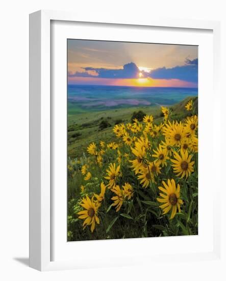 Washington State, Palouse Hills. Landscape with Douglas' Sunflowers-Don Paulson-Framed Photographic Print