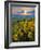 Washington State, Palouse Hills. Landscape with Douglas' Sunflowers-Don Paulson-Framed Photographic Print