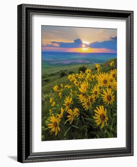 Washington State, Palouse Hills. Landscape with Douglas' Sunflowers-Don Paulson-Framed Photographic Print