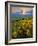 Washington State, Palouse Hills. Landscape with Douglas' Sunflowers-Don Paulson-Framed Photographic Print