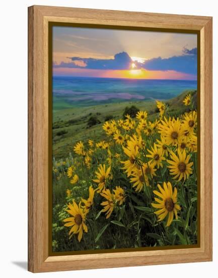Washington State, Palouse Hills. Landscape with Douglas' Sunflowers-Don Paulson-Framed Premier Image Canvas