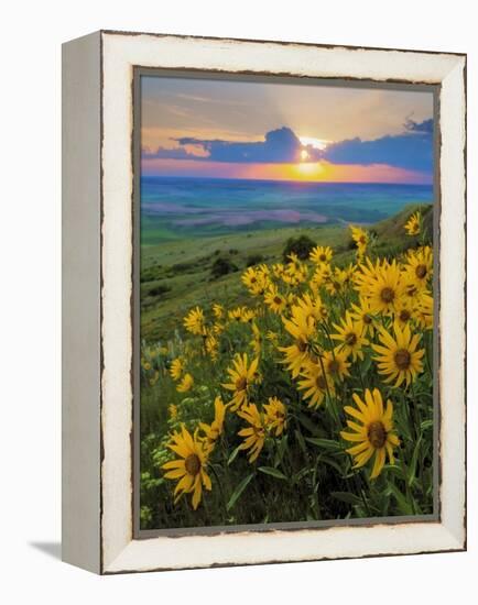 Washington State, Palouse Hills. Landscape with Douglas' Sunflowers-Don Paulson-Framed Premier Image Canvas